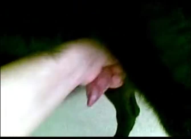 Video :Dog dick got jacked off by horny dude